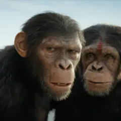 Dwóch szympansów, bohaterów filmu "Wojna o Planetę Małp", patrzy w stronę widza na tle morza i zniszczonych budowli.